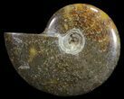 Polished, Agatized Ammonite (Cleoniceras) - Madagascar #59877-1